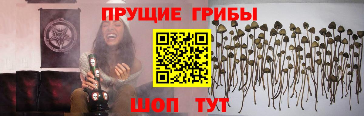 Унеча  Псилоцибиновые грибы MAGIC MUSHROOMS  Вход с VPN 